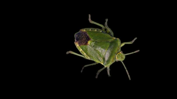 Groene stink bug, zwarte achtergrond - Video