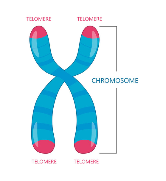 Telomere is the End of a Chromosome - Vector, Image
