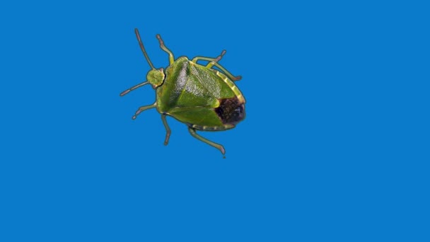 Groene stink bug, blauwe achtergrond - Video