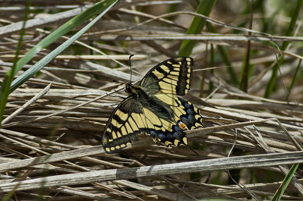 Tiger Swallowtail Butterfly, Mahaon o Papilio su una pianta nuova e secca, Plana mountain
 - Foto, immagini