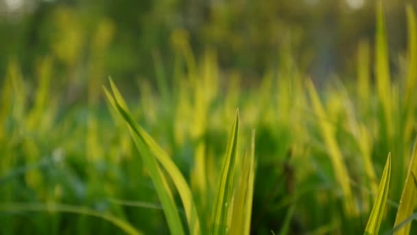 Zöld fű makró ragyog a levelek, gyönyörű fű háttér tavaszi. HD videó felvétel 1920 x 1080 - Felvétel, videó