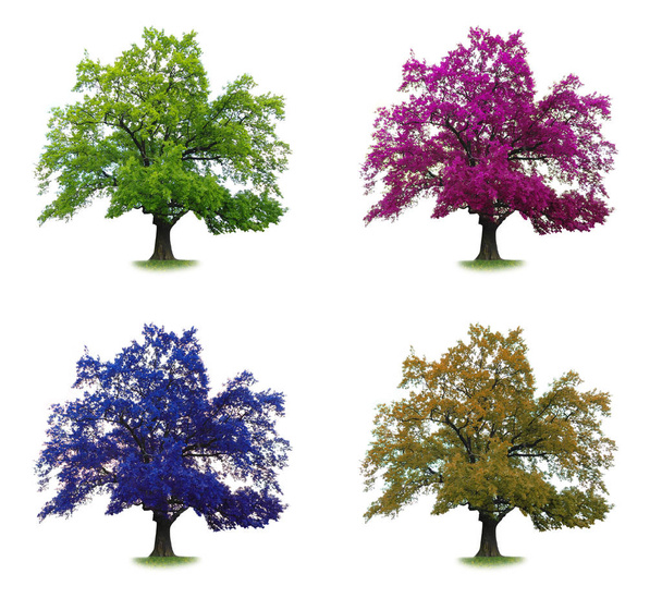 set of color  tree isolated - Foto, Imagem