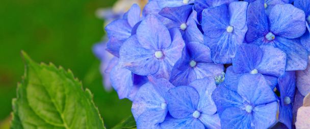 Сині квіти гортензії, що ростуть в саду, квітковий фон
. - Фото, зображення