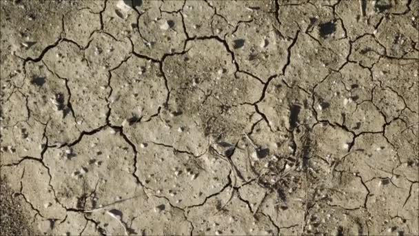 Texture of arid land - Footage, Video