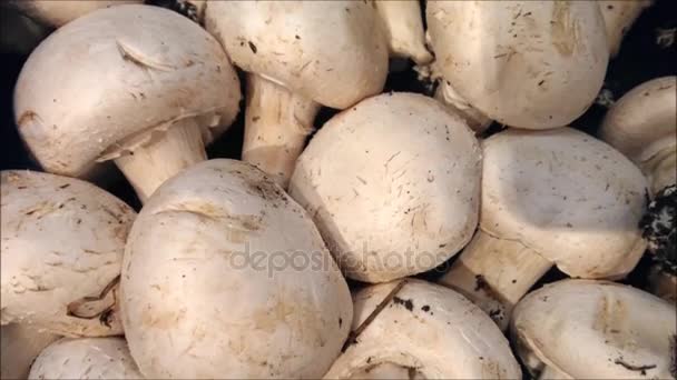 Sieni rakenne keittiössä
 - Materiaali, video
