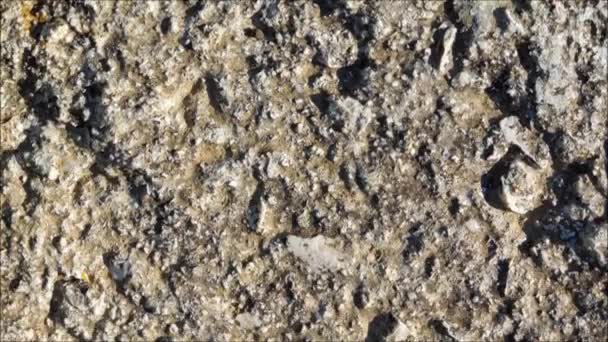 Textura de piedra en el jardín
 - Metraje, vídeo