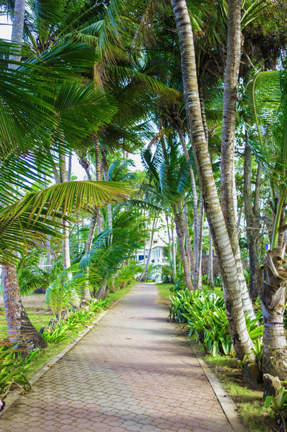walking track in a tropical Park - Foto, Imagen