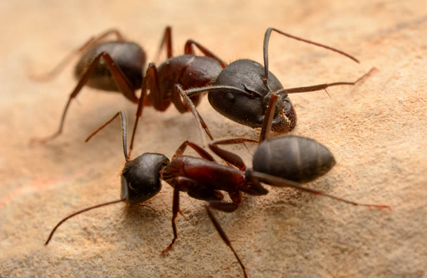 Mâchoires fortes de fourmi rouge gros plan
 - Photo, image