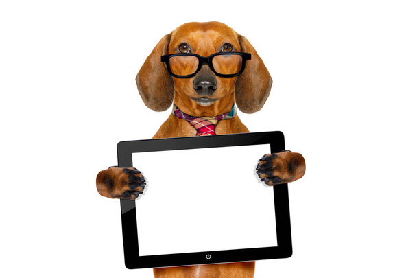 dachshund sausage dog on business trip - Fotografie, Obrázek