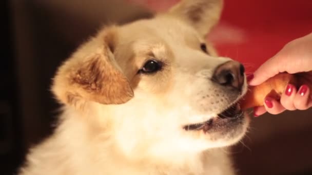 De hond zorgvuldig nemen van voedsel (wortelen) uit de hand - Video