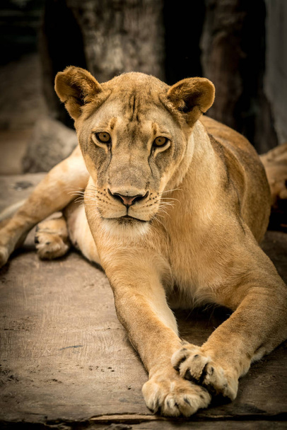 Lionne, lion femelle
 - Photo, image