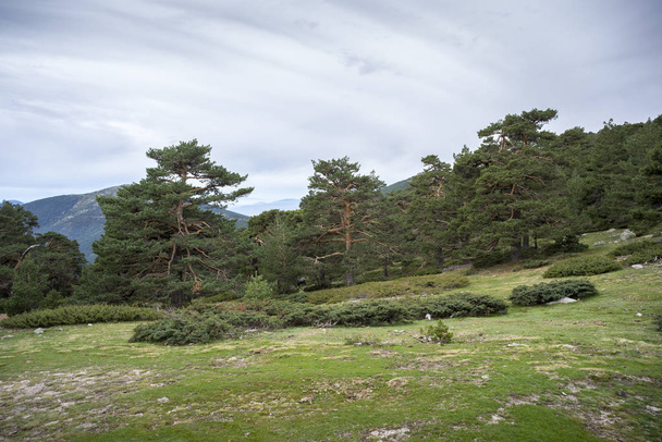 İskoç çam ormanı Guadarrama Dağları Milli Parkı içinde - Fotoğraf, Görsel