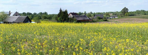 Pól kwitnących wiosną rzepiku w pobliżu biednych vil Europejskiego - Zdjęcie, obraz