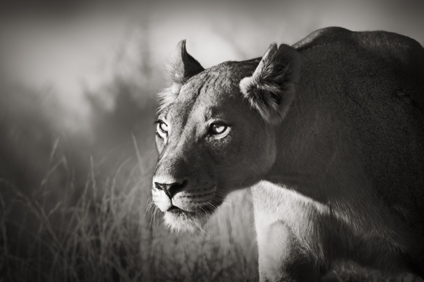Perseguição da leoa
 - Foto, Imagem