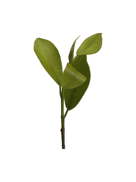Young plant on a white background. (clipping path - Foto, immagini