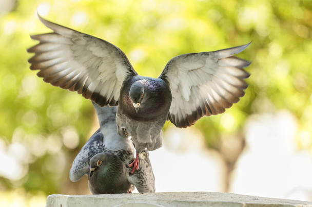 a szerelem galambok - Fotó, kép