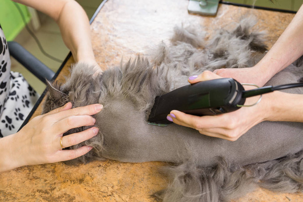 Persian cat sheared in the beauty salon - Fotoğraf, Görsel