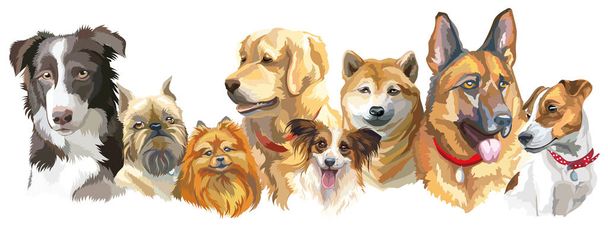 Conjunto de razas de perro
 - Vector, imagen