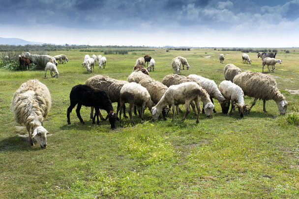 kırsal kesimde koyun sürüsü - Fotoğraf, Görsel