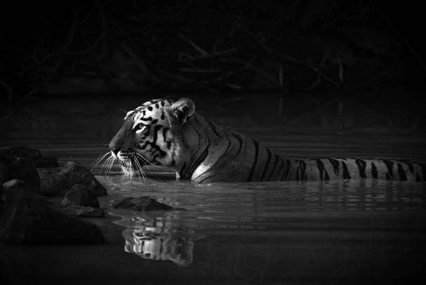 tigre de bengala com holofotes em mono água
 - Foto, Imagem