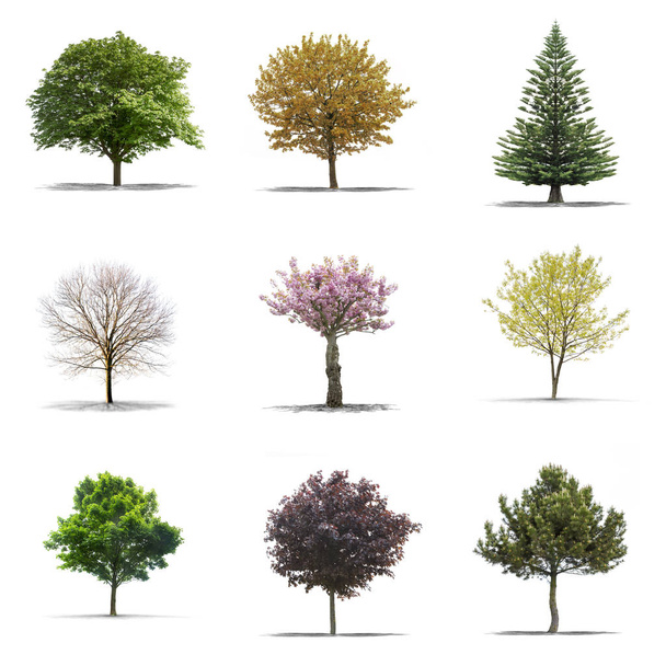 High definition collection Tree isolated on a white background - Foto, Bild