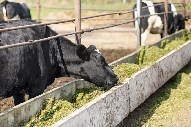 A vida de vacas leiteiras em uma fazenda
 - Foto, Imagem