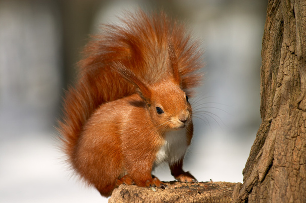 Esquilo vermelho
 - Foto, Imagem