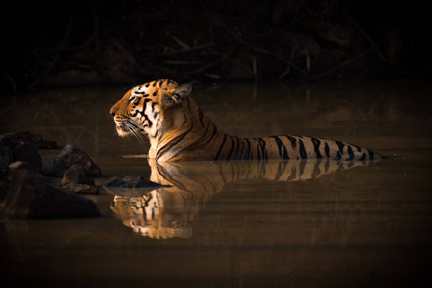 Bengáli tigris feküdt az árnyékos víz lyuk - Fotó, kép
