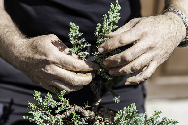 Pruning bonsai, detail of a worker - Foto, Imagem