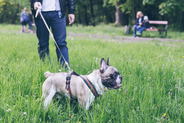 uomo a piedi con bulldog francese nel parco cittadino
 - Foto, immagini