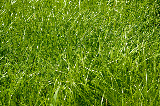 Sfondo di erba verde fresca - Foto, immagini