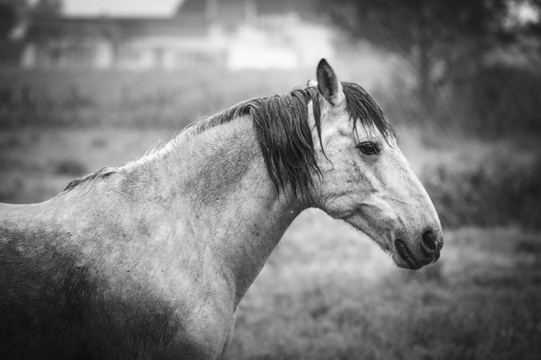 Cavalo cinzento de Camargue
 - Foto, Imagem