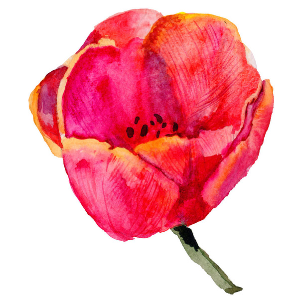 Flor de tulipa de flores silvestres em um estilo aquarela isolado
. - Foto, Imagem