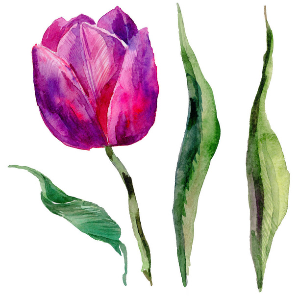 Wildflower tulip flower in a watercolor style isolated. - Fotoğraf, Görsel