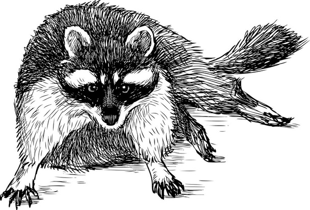 sketch of a fat raccoon - Vector, Image