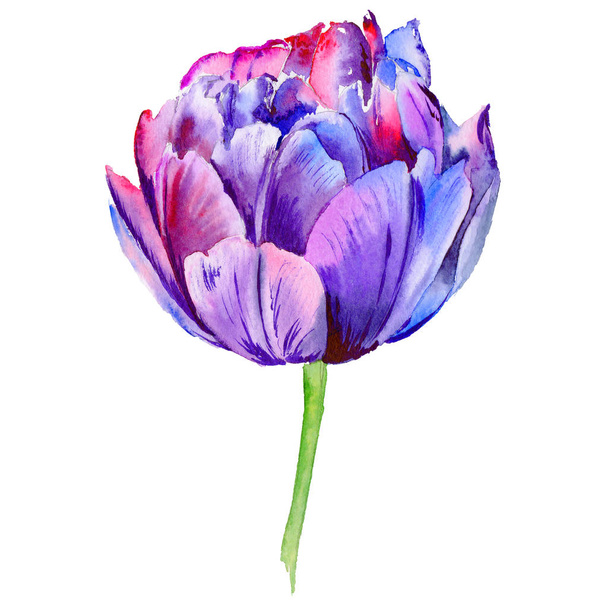 Дика квітка тюльпанів в акварельному стилі ізольовані
. - Фото, зображення