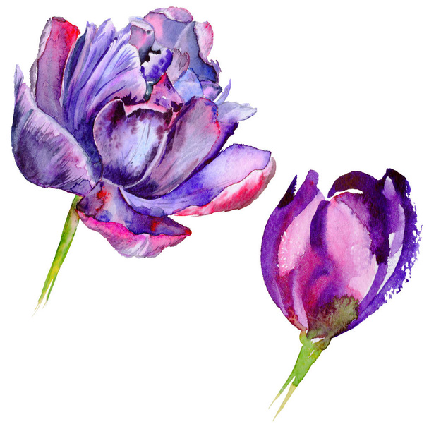 Fleur de tulipe de fleurs sauvages dans un style aquarelle isolé
. - Photo, image