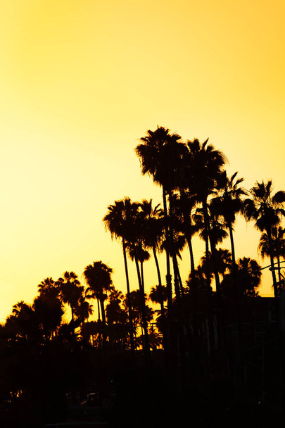 tropical sunset with palm trees - Fotó, kép