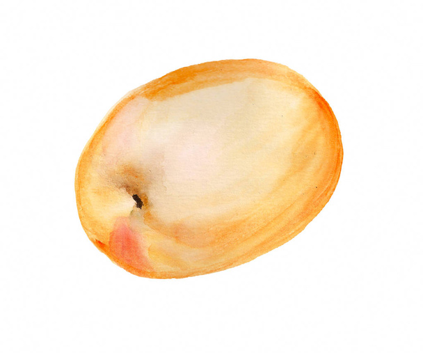 Watercolor whole apricot - Фото, изображение