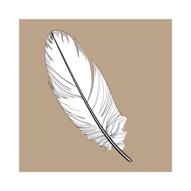 Hand drawn smoth, black and white tropical, exotic bird feather - Vektor, obrázek