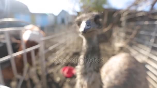 De struisvogel probeert te bijten de camera - Video