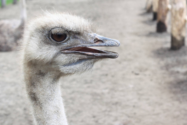A cabeça de avestruz
 - Foto, Imagem