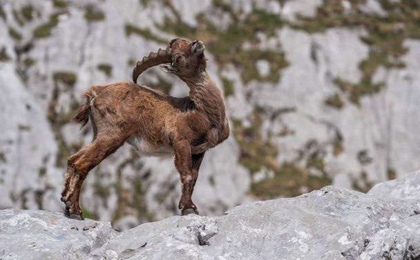 Alpine Ibex in the morning  - Fotografie, Obrázek