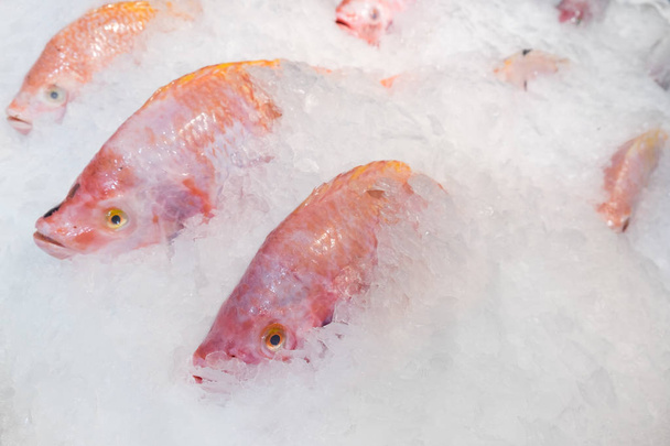 氷バケットにクローズ アップ新鮮な赤いイズミダイの魚 - 写真・画像