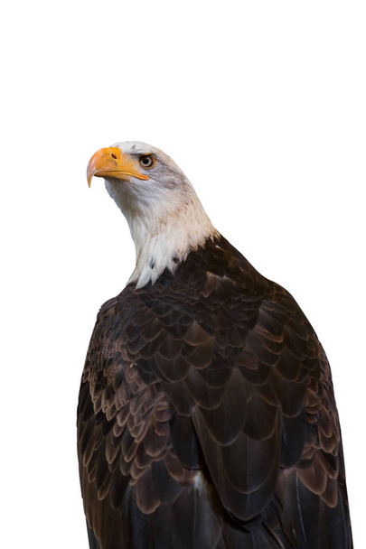 Bald eagle isolated on white background. Clipping path included - Photo, Image