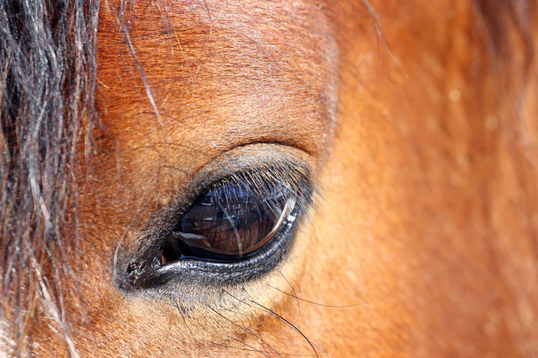 Κοντινό πλάνο του ματιού ενός αλόγου - Φωτογραφία, εικόνα