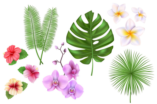 Set van exotische tropische bloemen, planten, bladeren. Vectorillustratie met realistische palm monstera blad, hibiscus, orchidee. - Vector, afbeelding