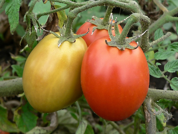 Tomato - Photo, Image