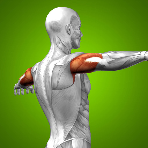 anatomia do tríceps humano
 - Foto, Imagem