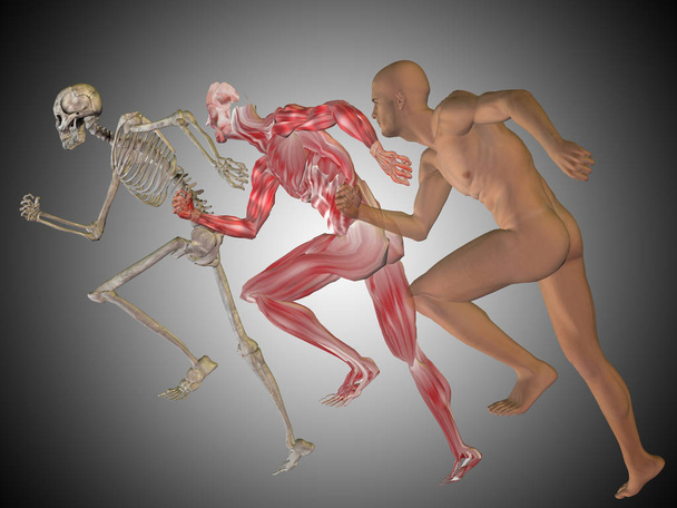 lidské tělo sceleton  - Fotografie, Obrázek